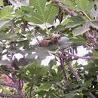Ficus carica